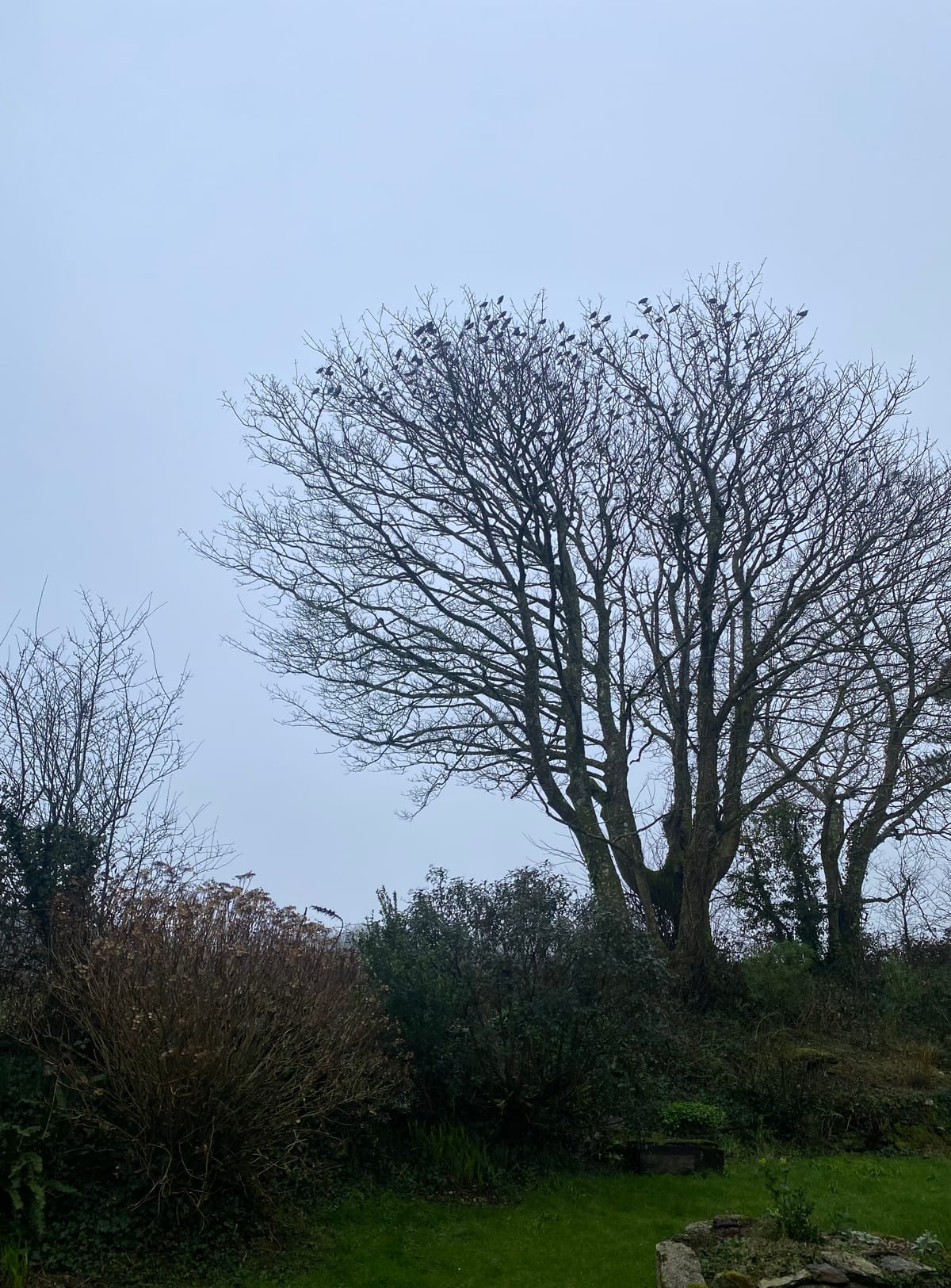 Manufactured urgency and thought murmurations