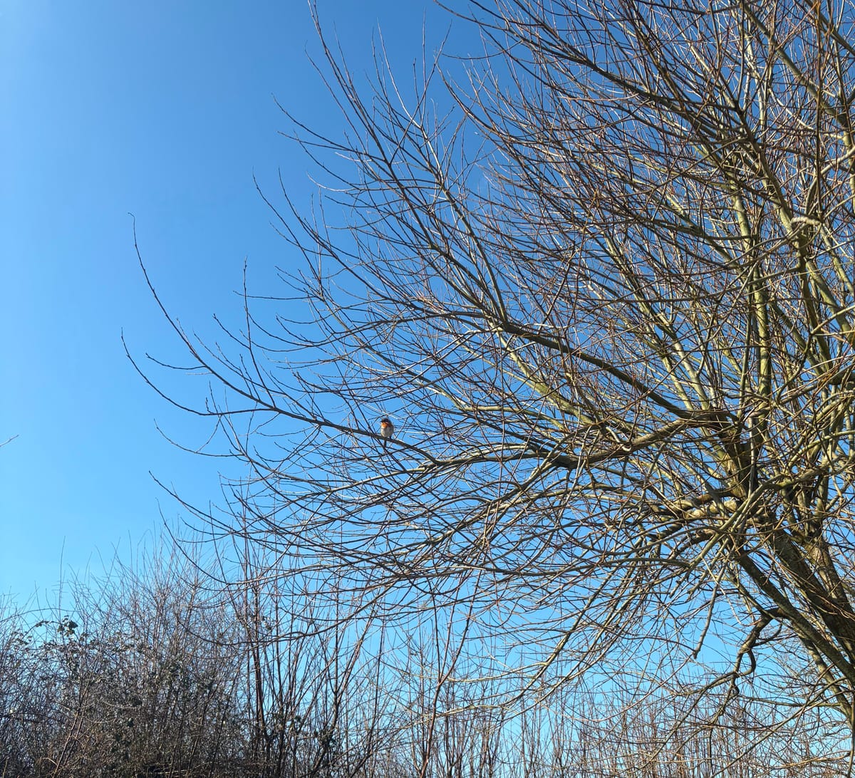 Robins, resilience and a reminder about my next retreat