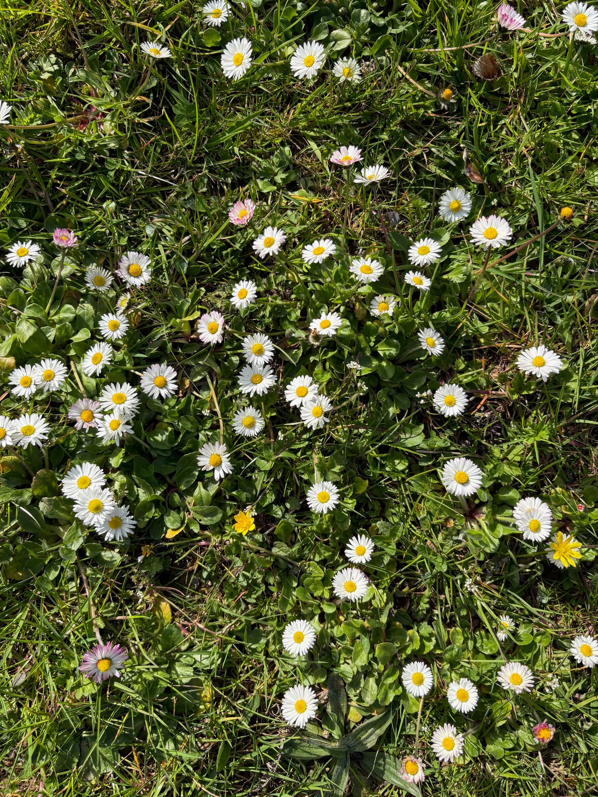 Lessons from daisies